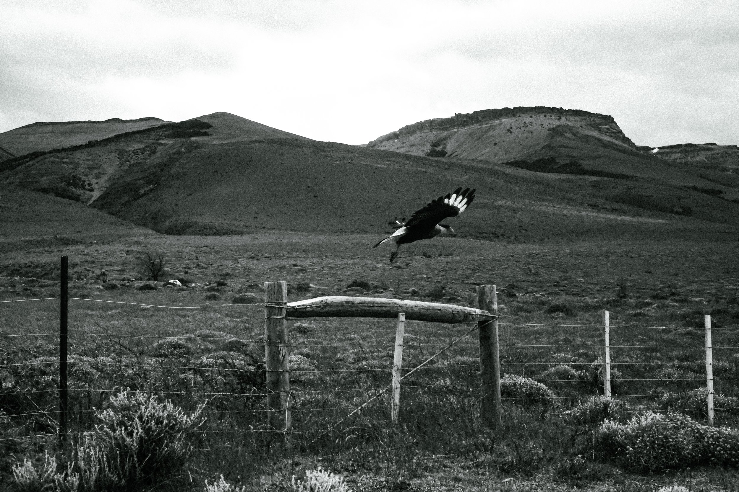 Taking flight, Patagonia. 