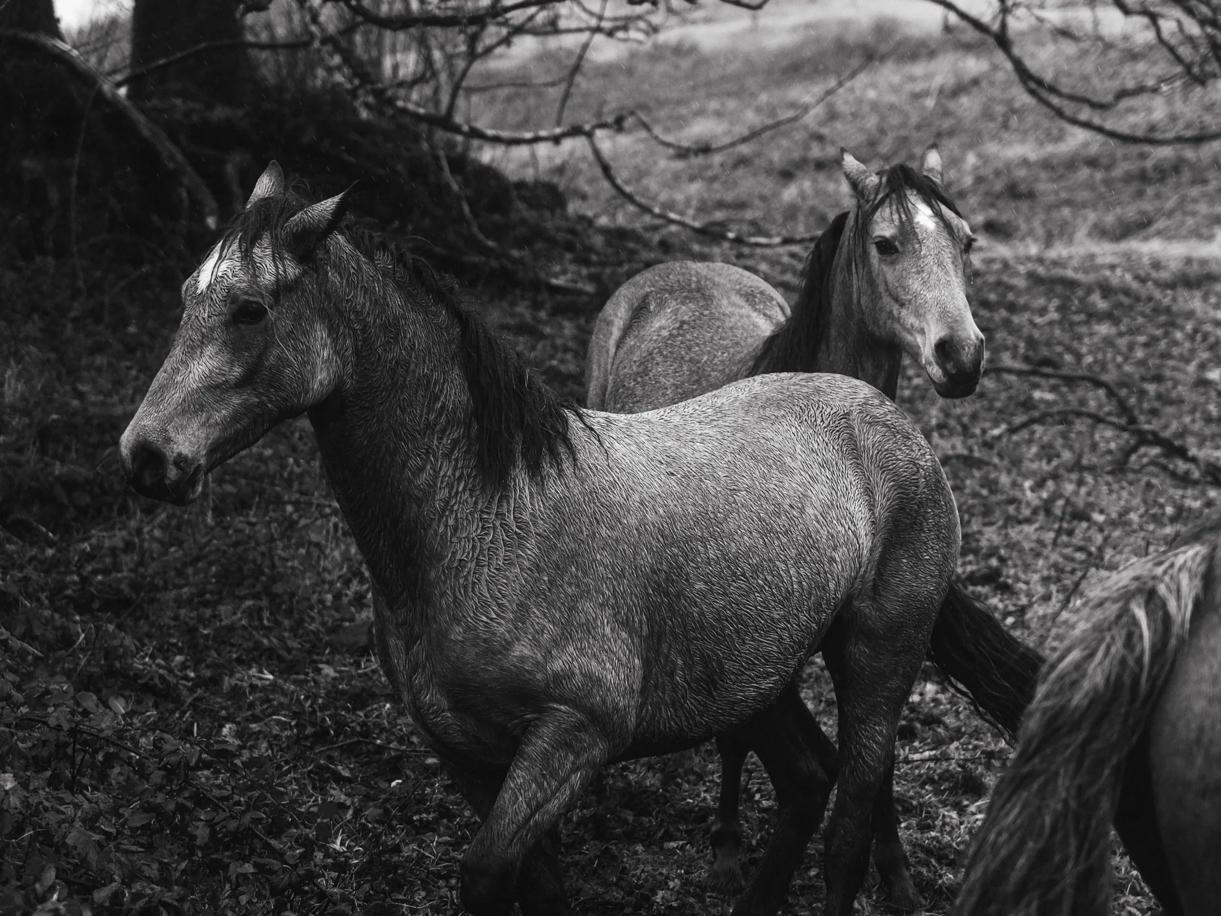 Horses
