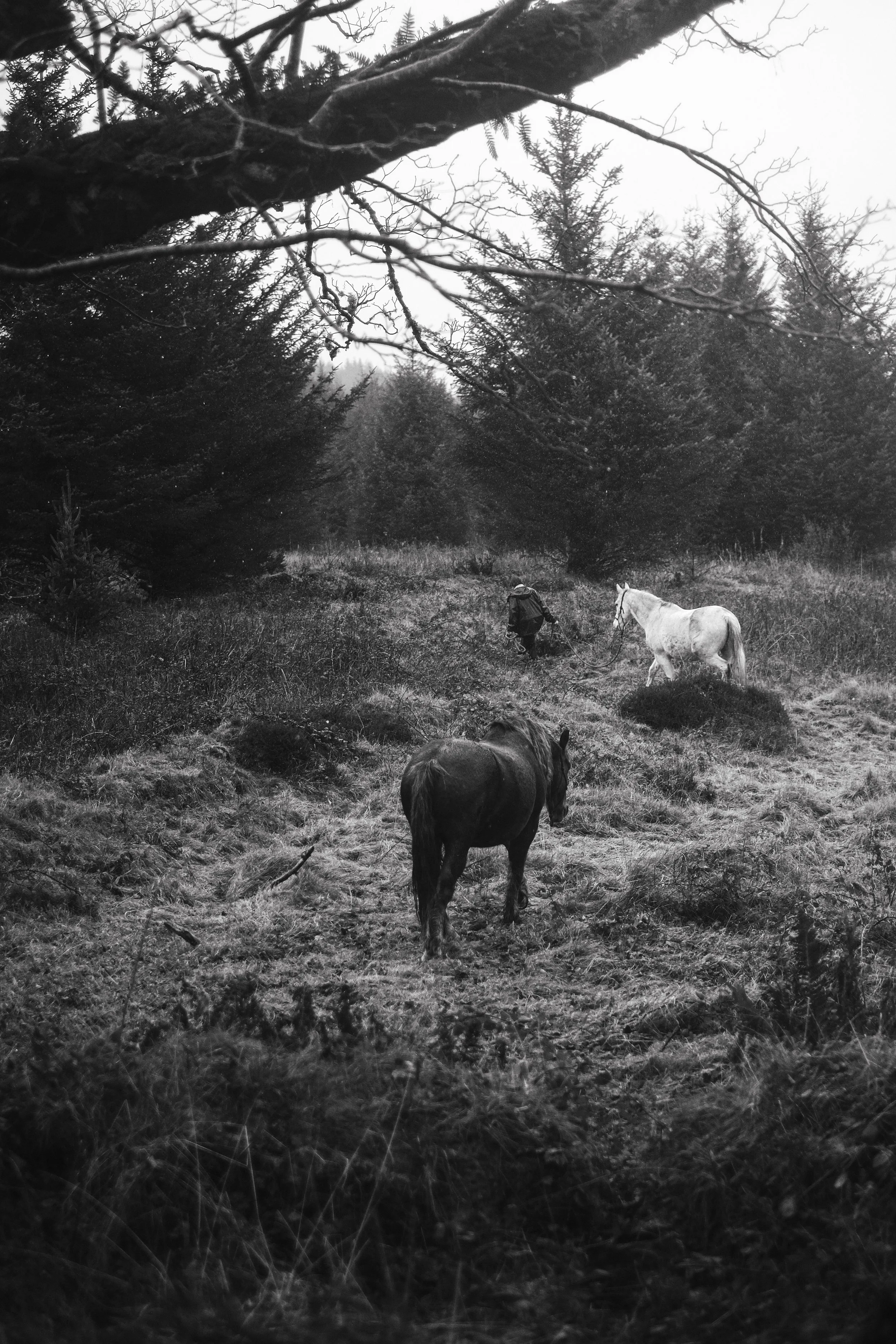 Scotland, horses. 