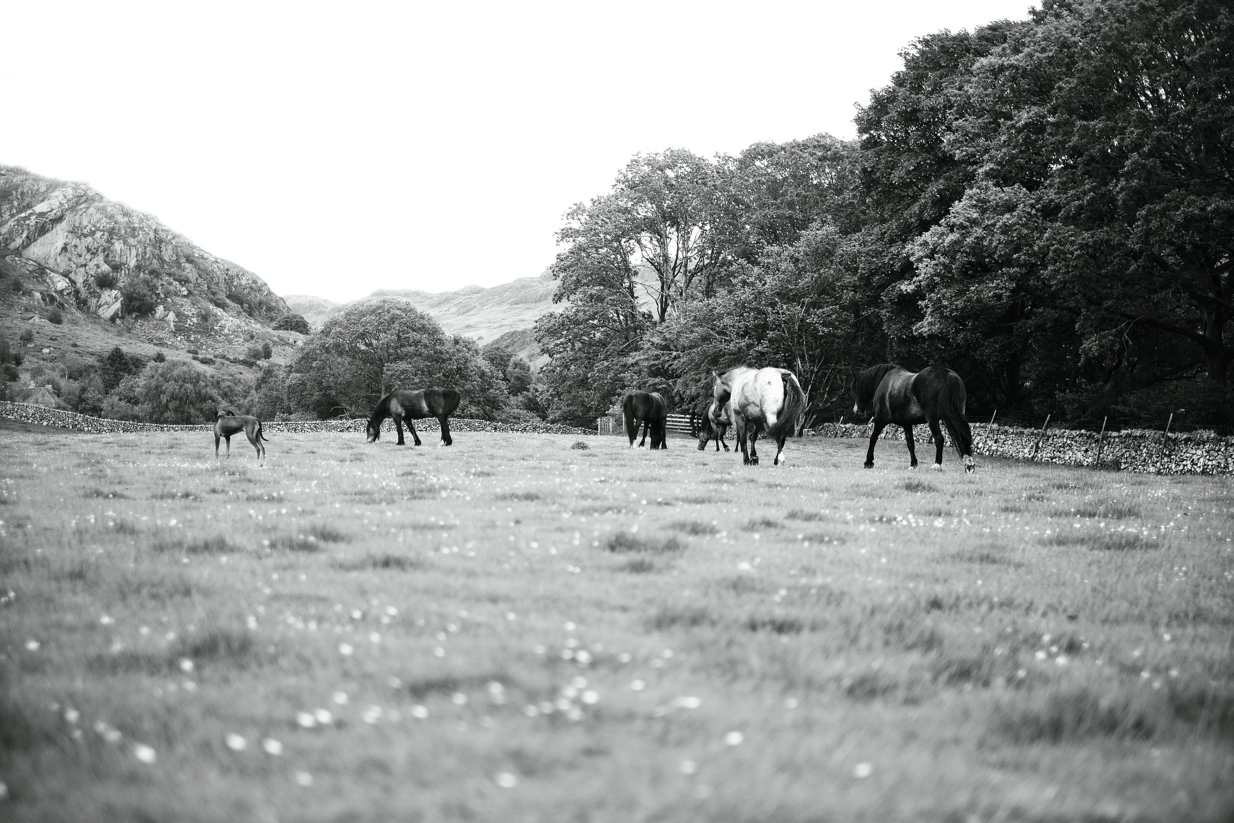 Black and white photo of horses grazing on a grassy field with trees and mountains in the background.