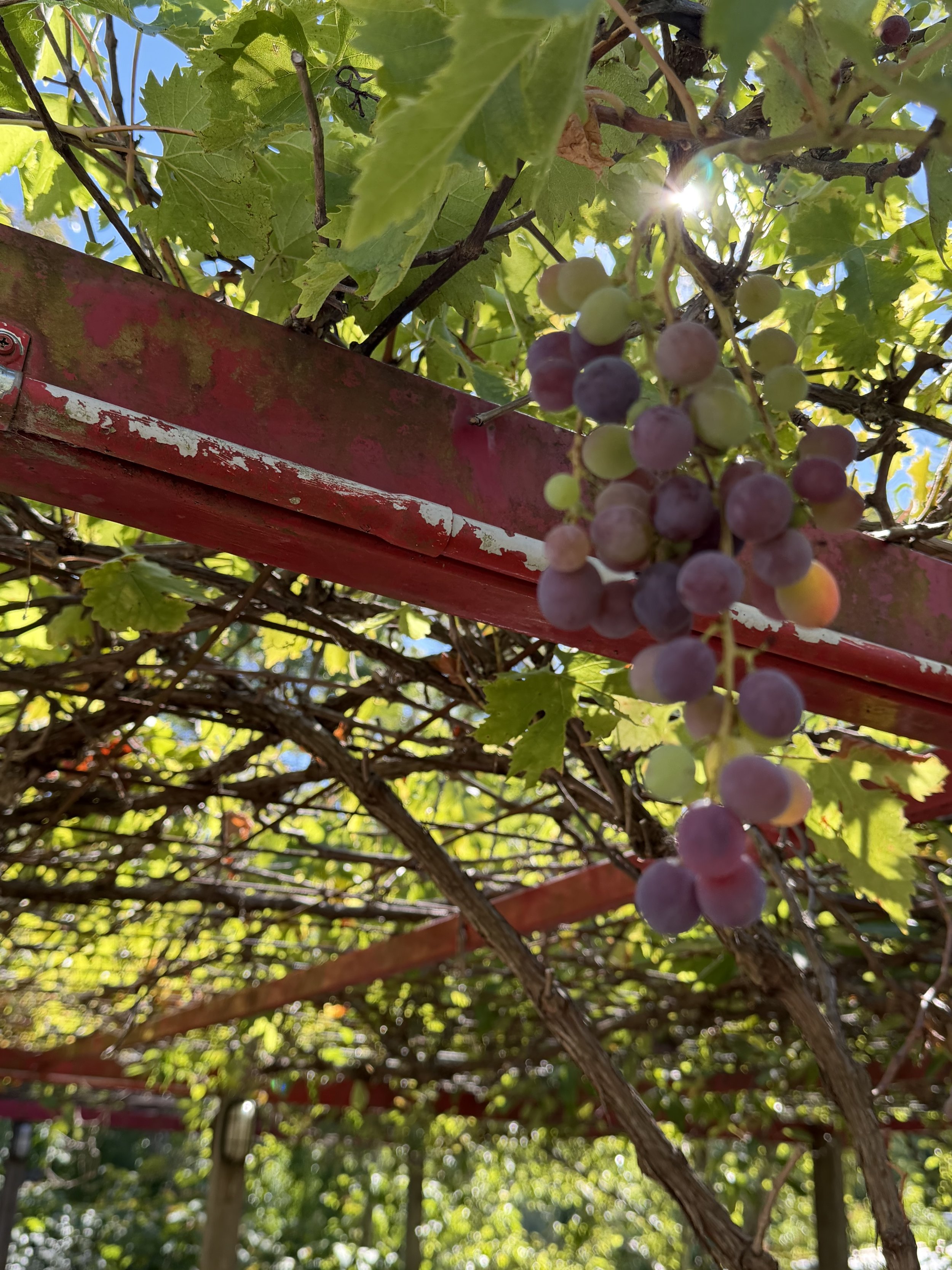 Close-up view of a bunch of grapes hanging from a vine with green leaves and sunlight shining through.