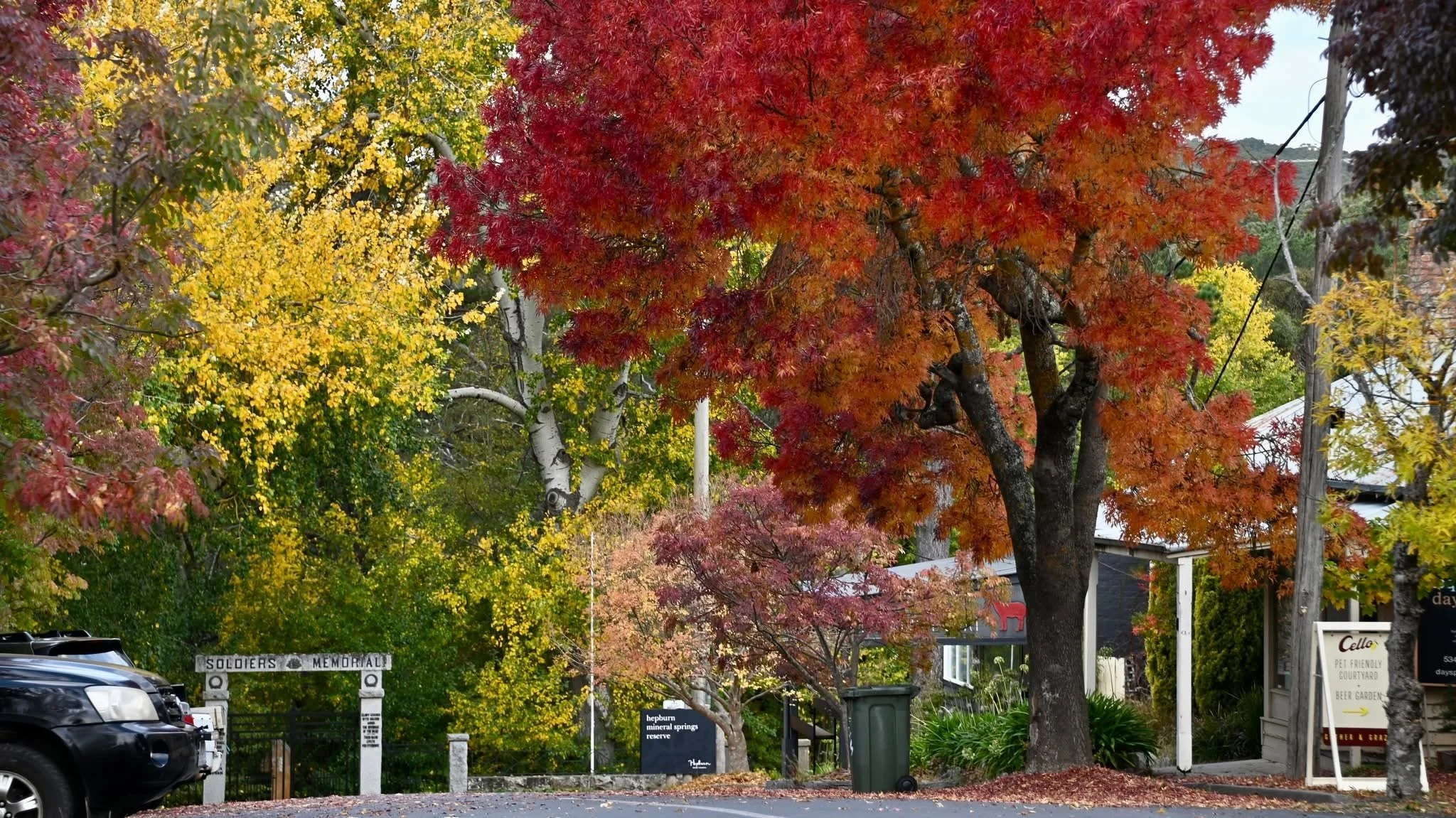 A street scene with colorful fall foliage, including red, yellow, and green leaves, trees, parked cars, and signs for a memorial park and a pet-friendly courtyard.