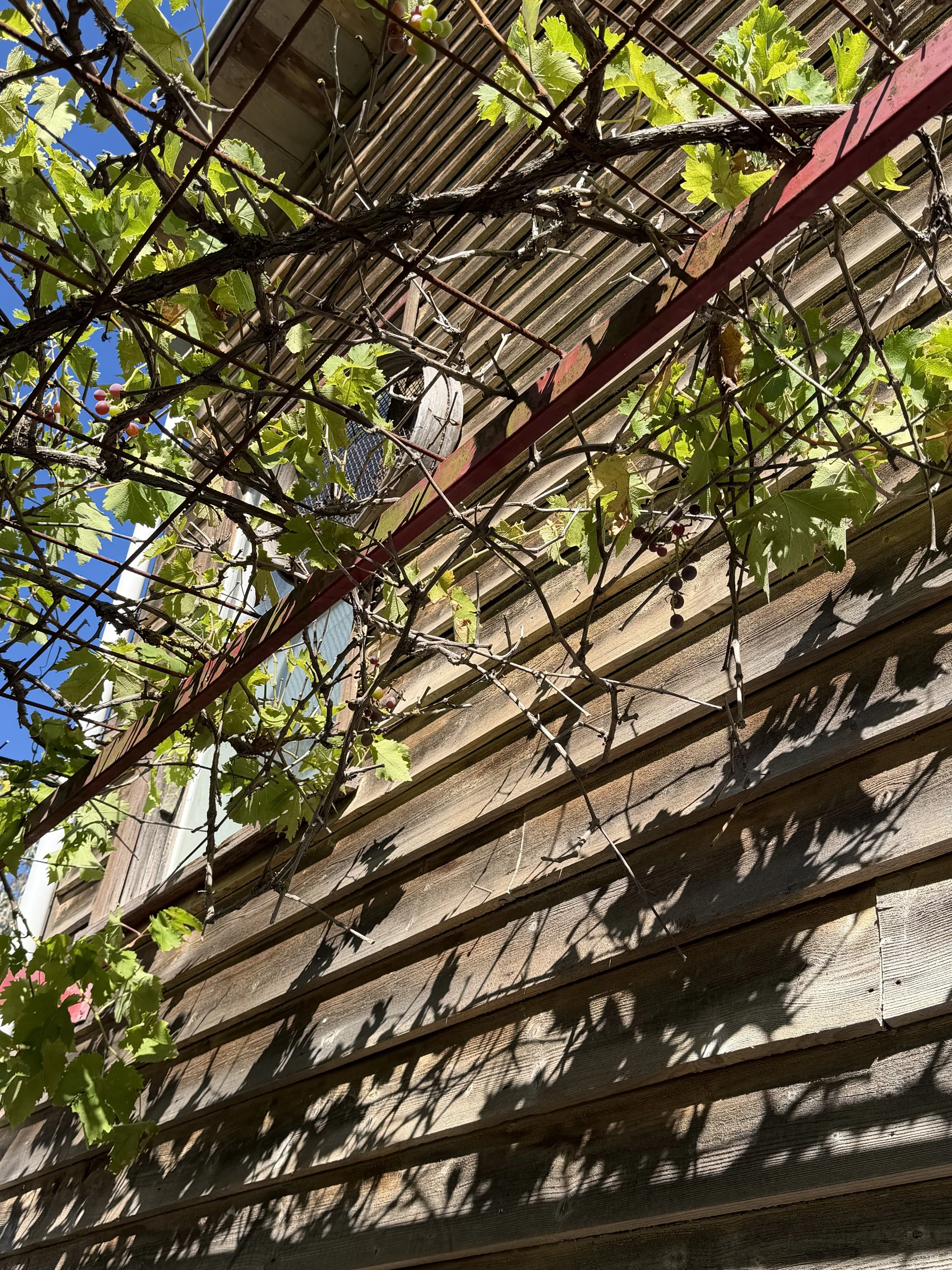 Close-up of grapevine with green leaves and clusters of grapes growing on a wire trellis, against a wooden fence and blue sky.