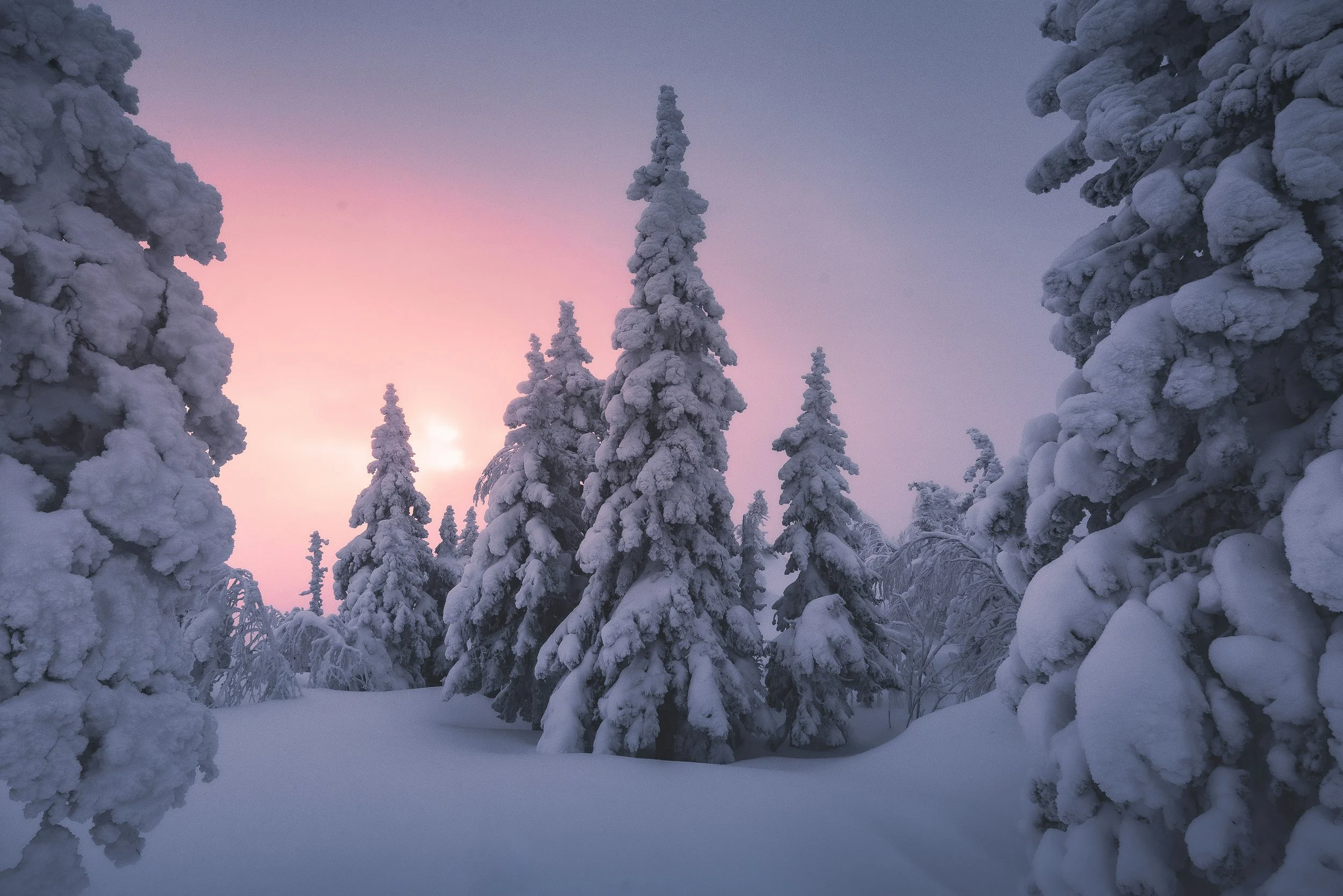 Snow-covered trees in a winter landscape at sunset with pink and purple sky.