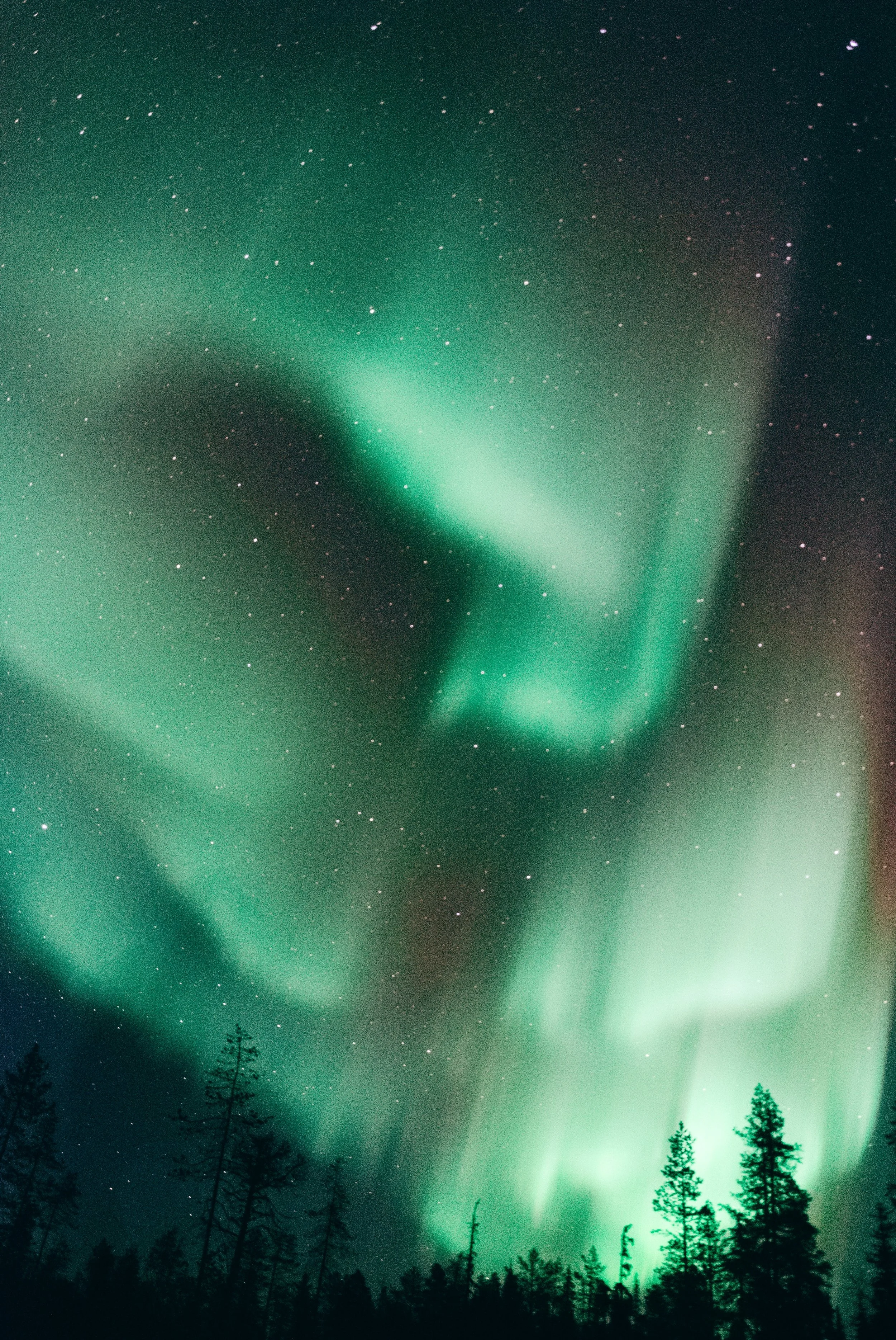 Northern lights illuminating a starry night sky over a forest.