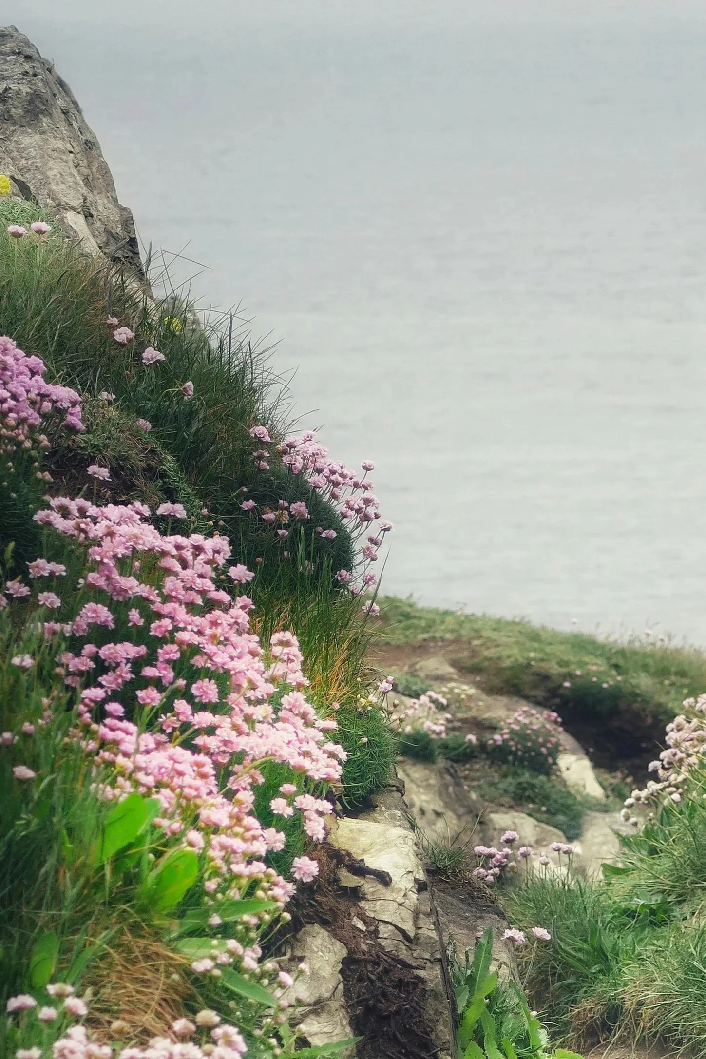 Pink and purple flowers growing along a rocky hillside with grass, dirt, and some rocks visible, and a cloudy sky in the background.