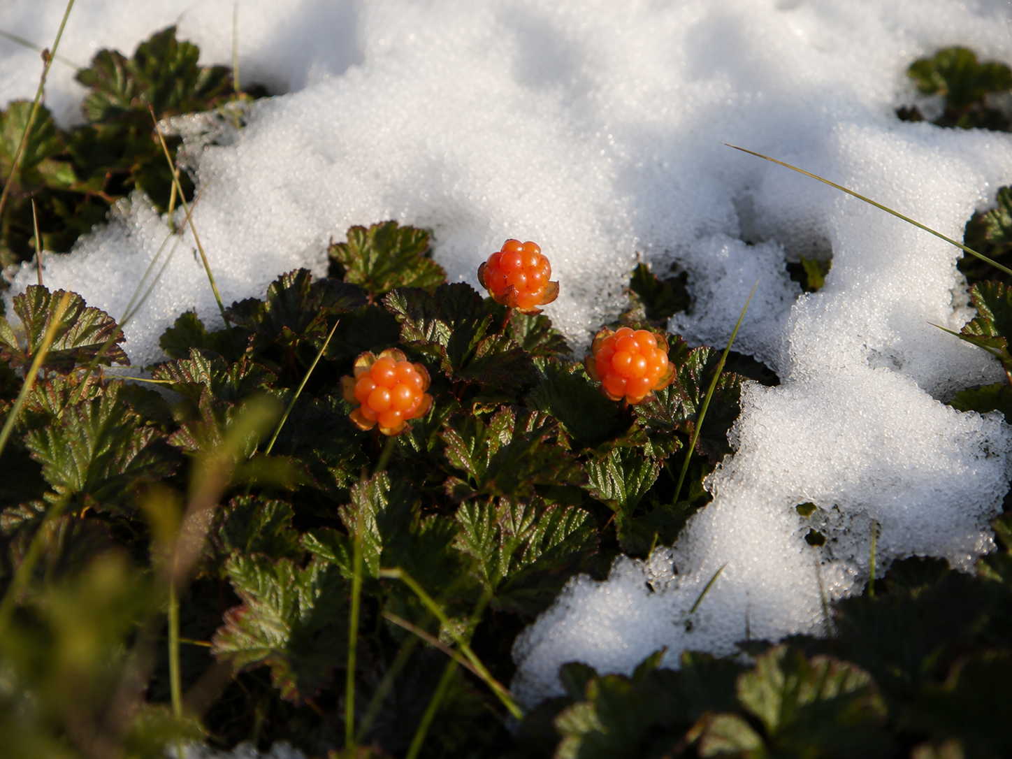 Orange berries growing among green leaves on the ground with patches of snow.