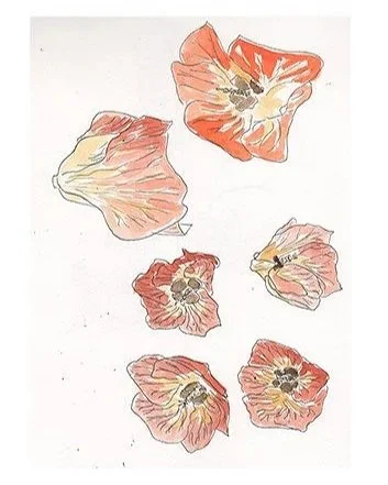 Six dried, open poppy flower petals with dark centers, arranged on a white background.