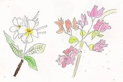 Drawing of two different flowering plants with colored pencils, one with white and yellow flowers and green leaves, the other with pink flowers and green leaves.