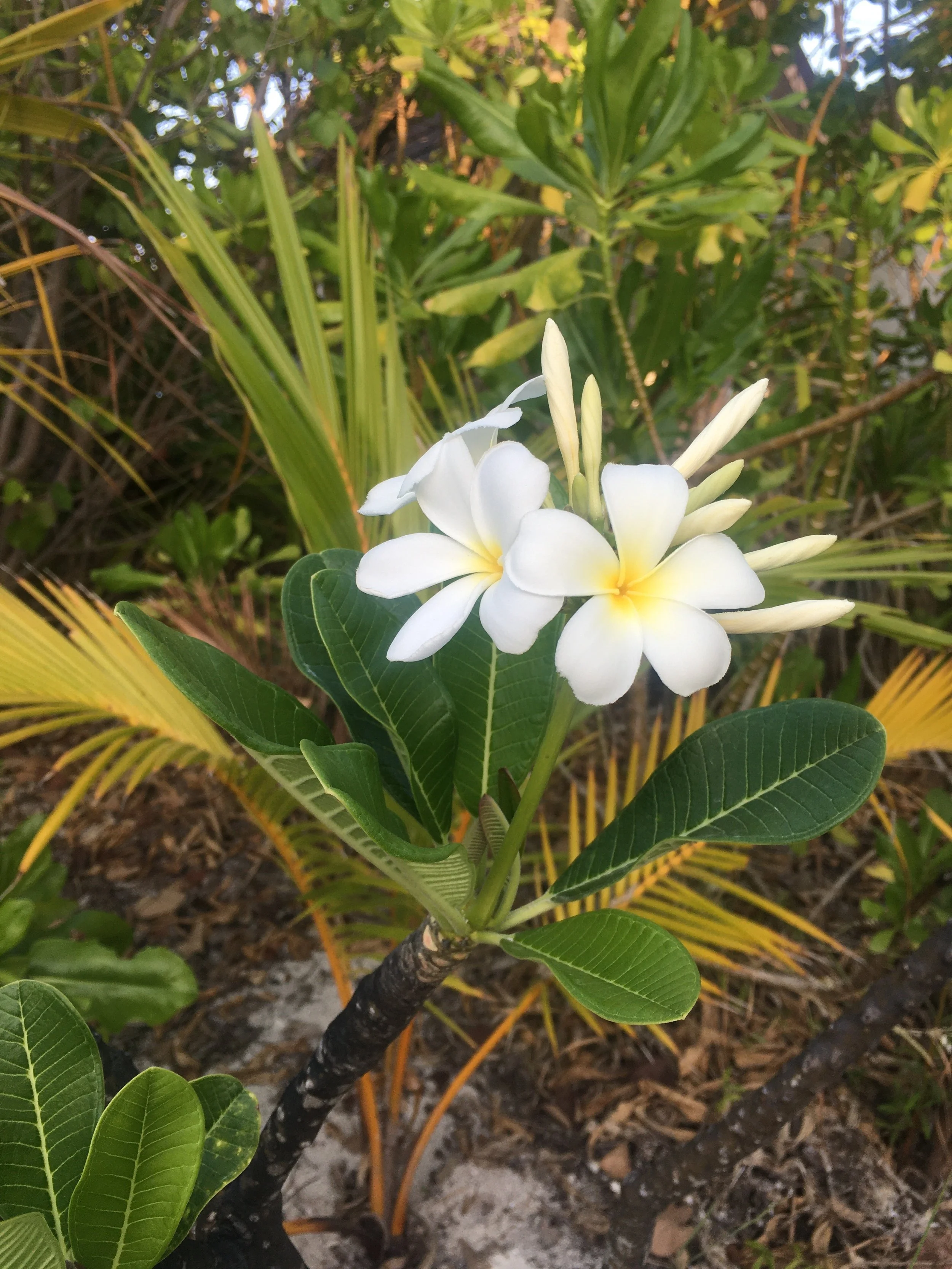 White and yellow plumeria flowers on a green leafy plant in a garden setting.