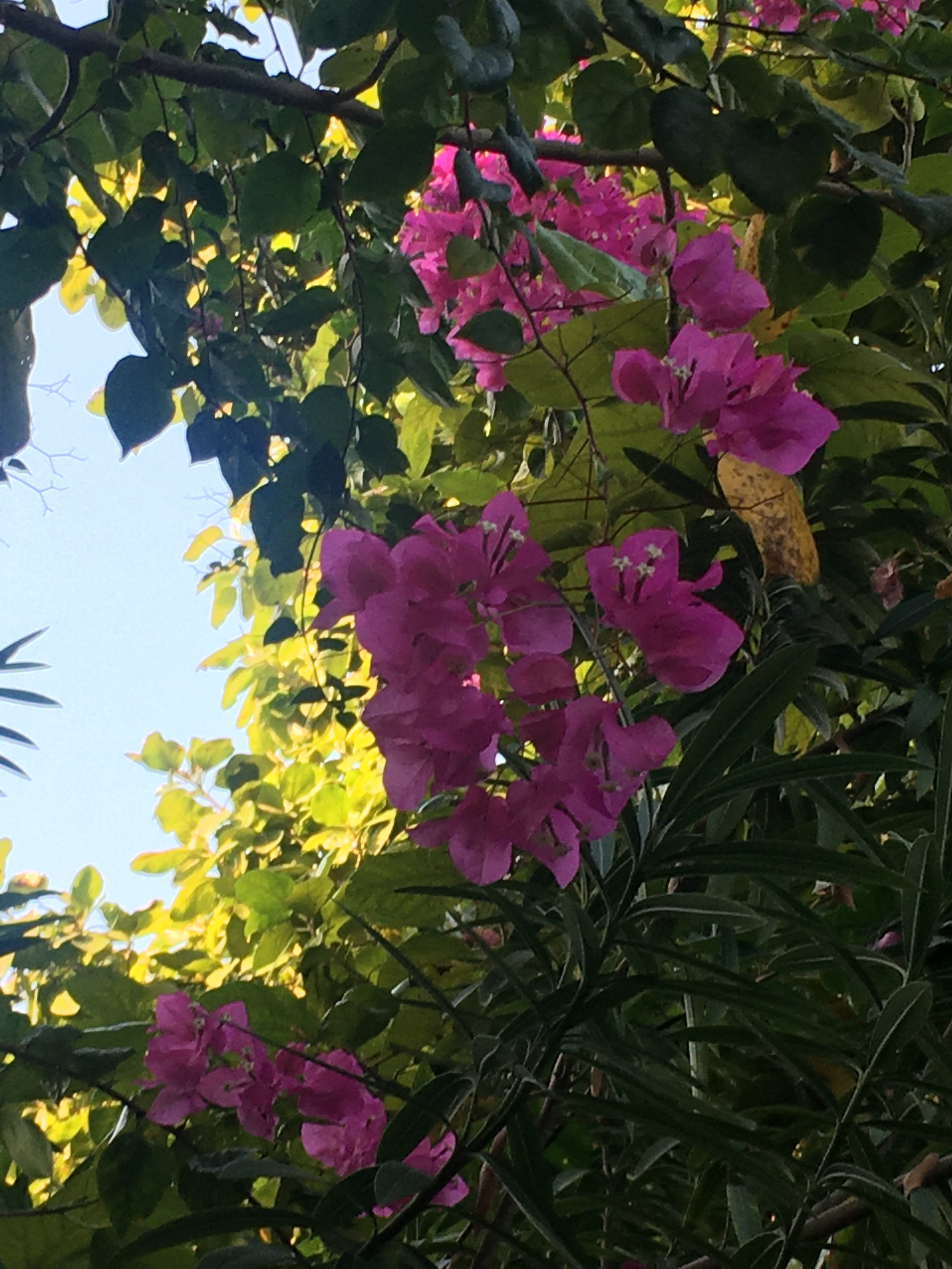 Pink bougainvillea flowers climbing among green leaves and dark green foliage, with a background of a blue sky.