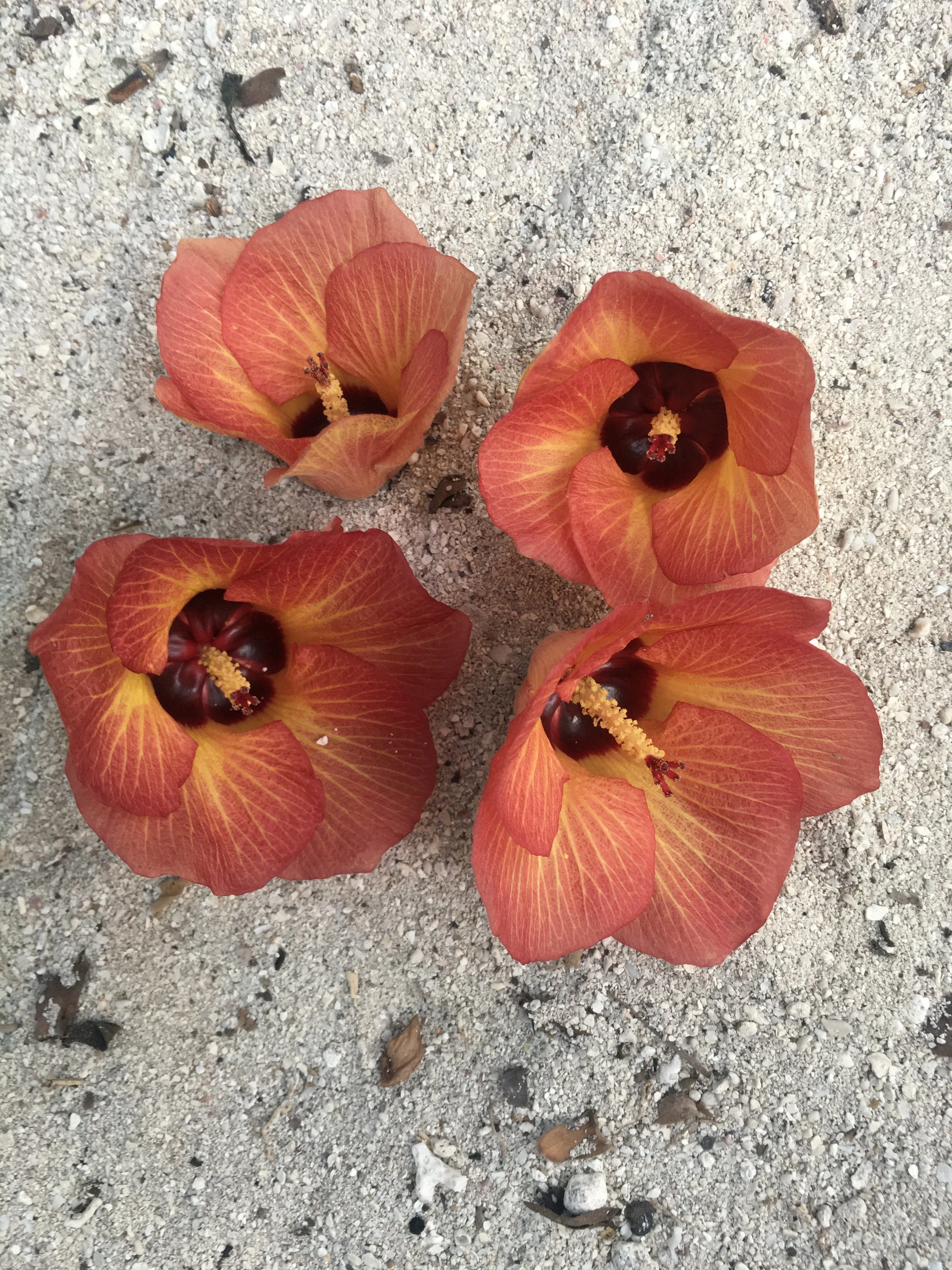 Orange flowers with dark centers lying on sandy ground with small rocks and debris.