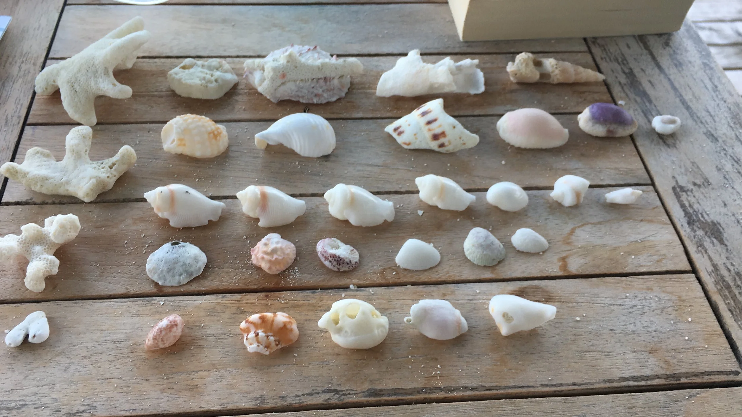 An assortment of seashells and coral pieces arranged on a wooden table.