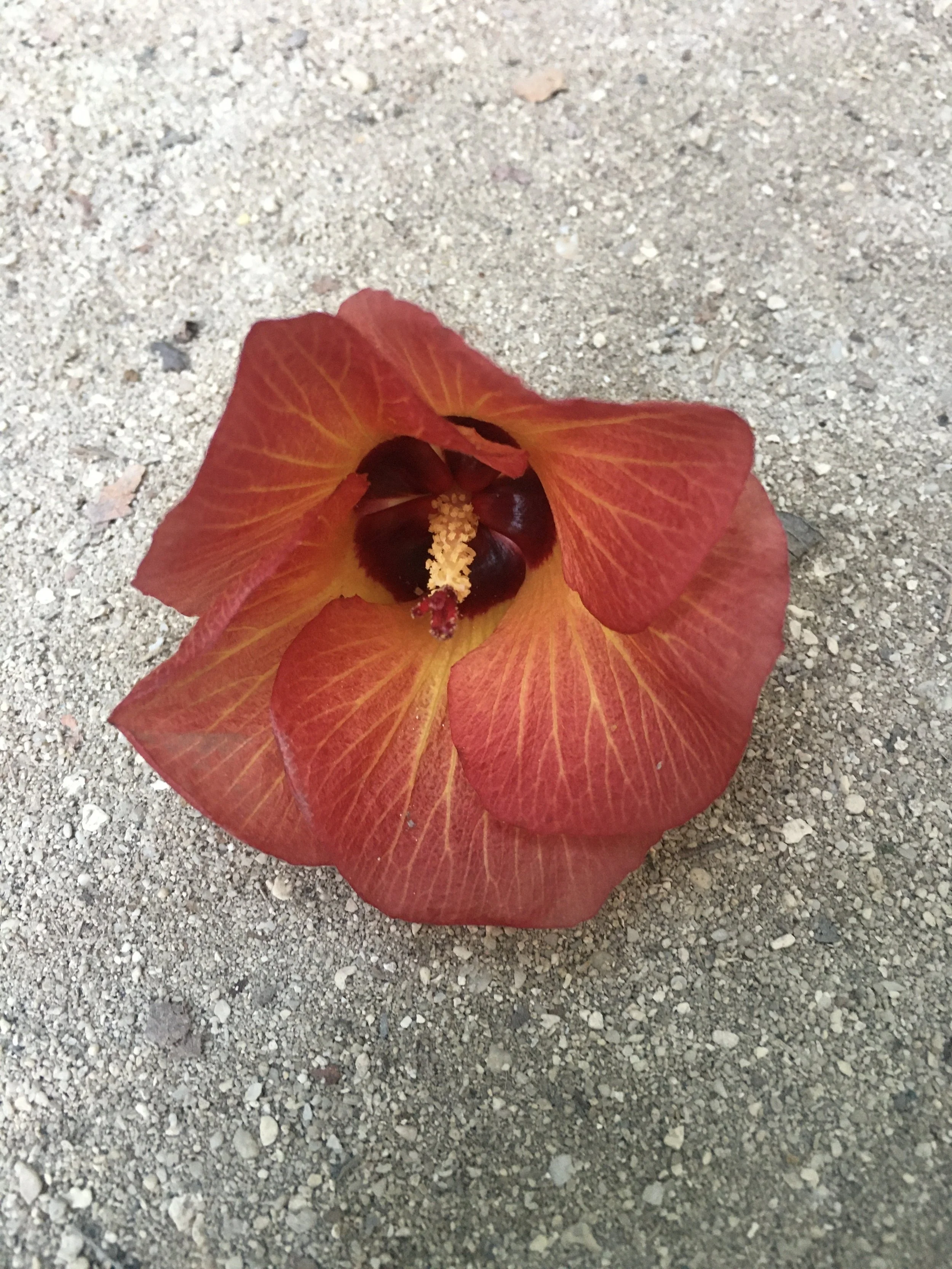 A red-orange hibiscus flower lying on sandy ground.