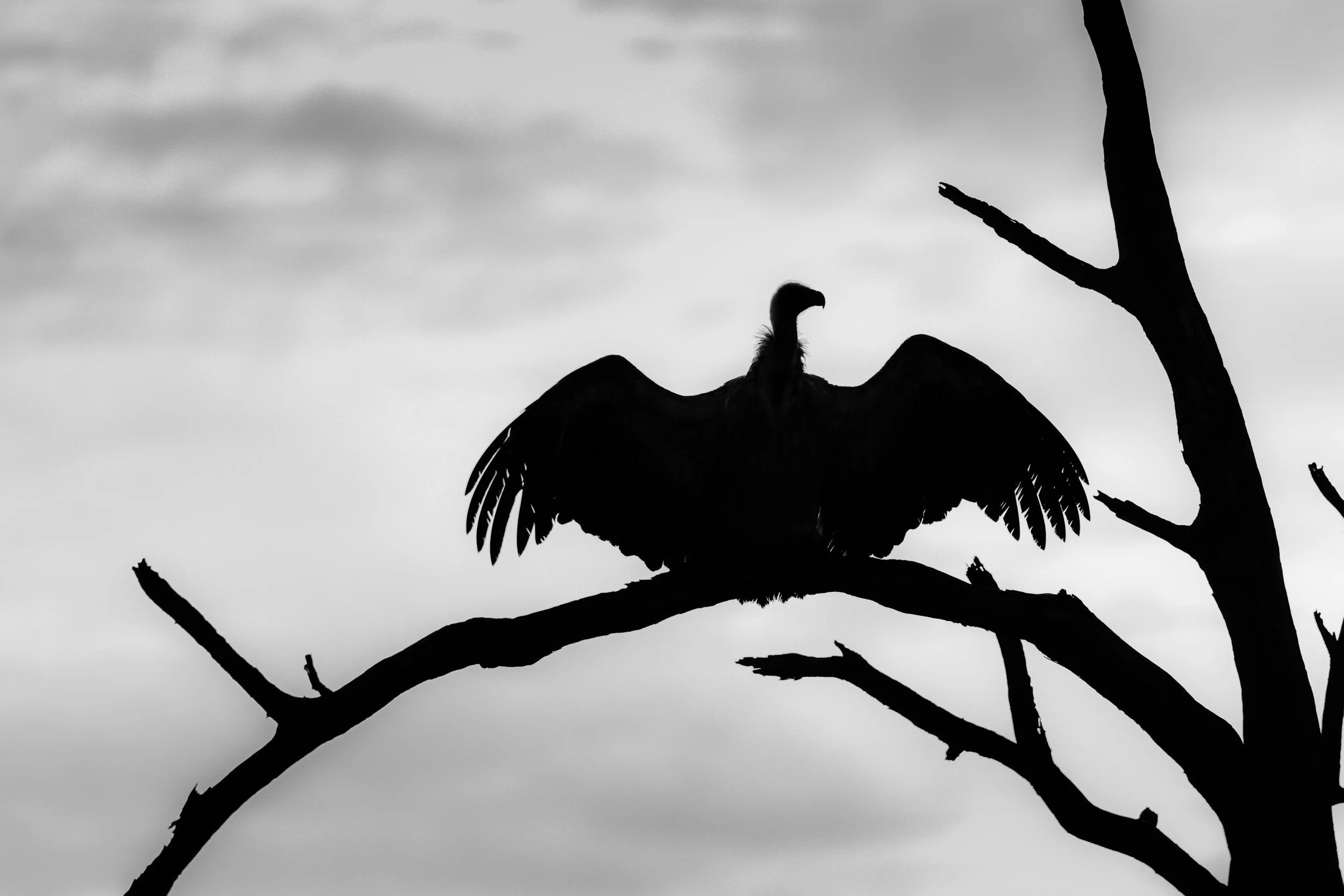 Silhouette of a bird perched on a tree branch against a cloudy sky.