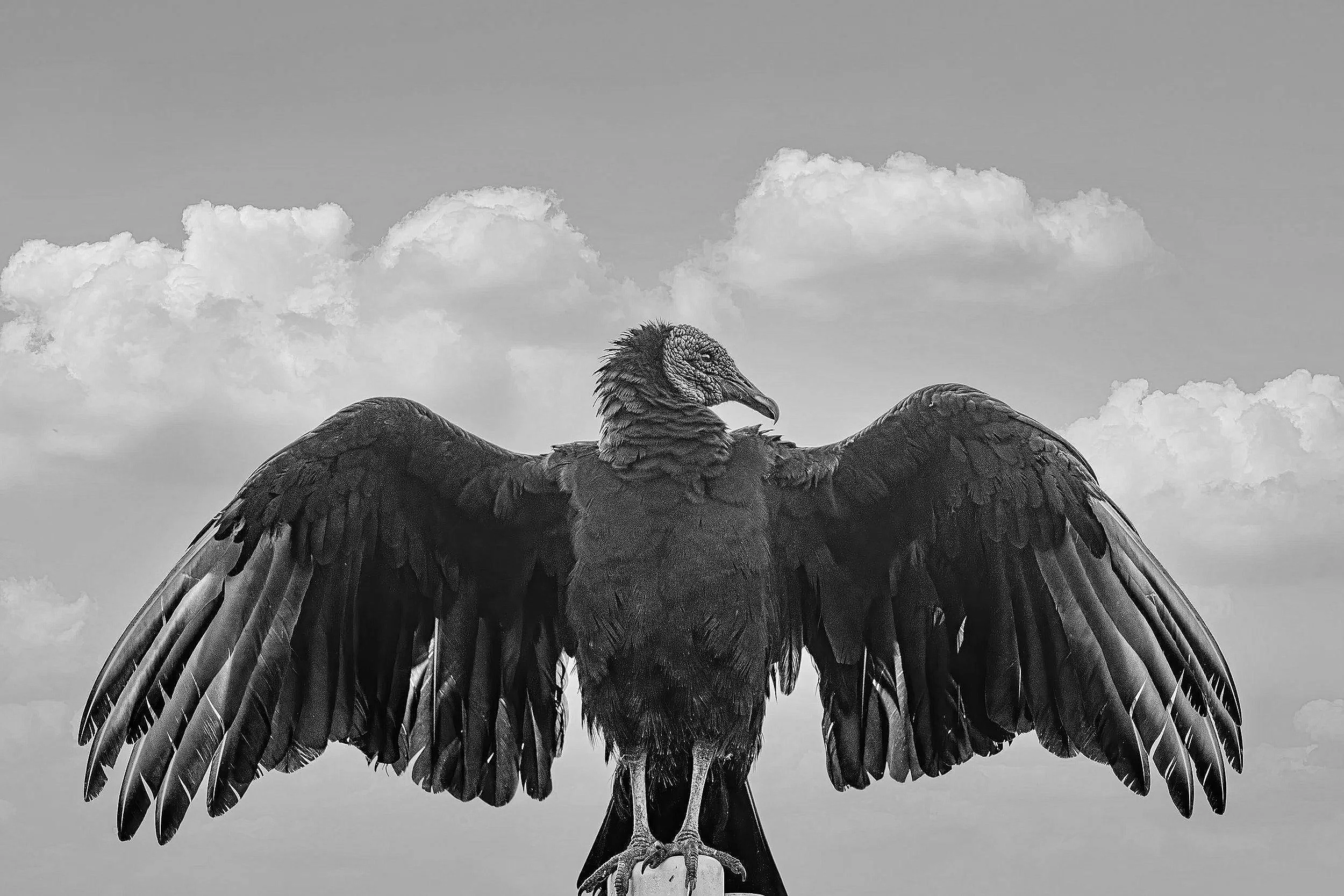 A black-and-white photo of a vulture with wings spread wide, standing on a post against a cloudy sky.