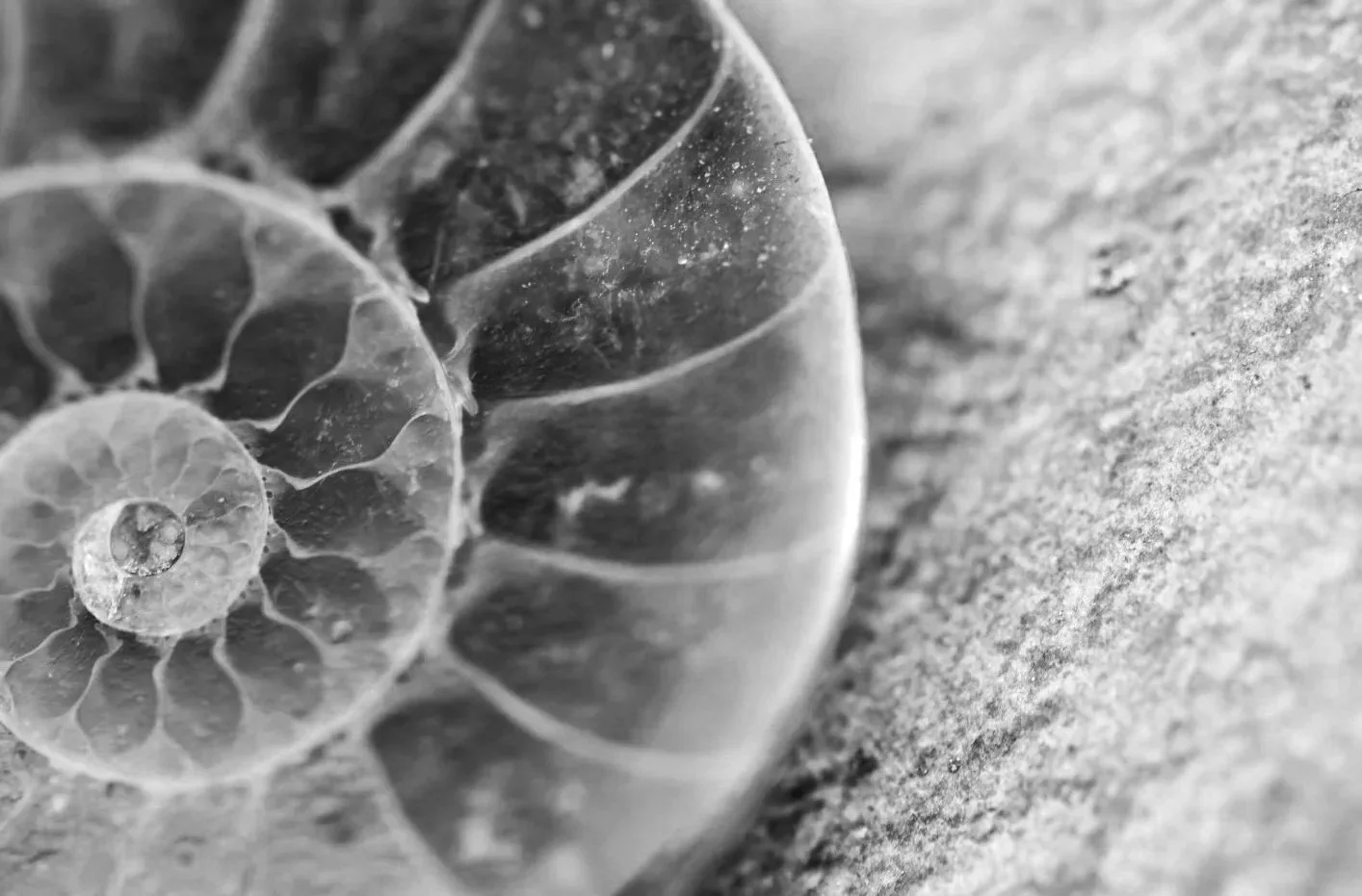 Close-up of a spiral seashell on a textured surface, in black and white.