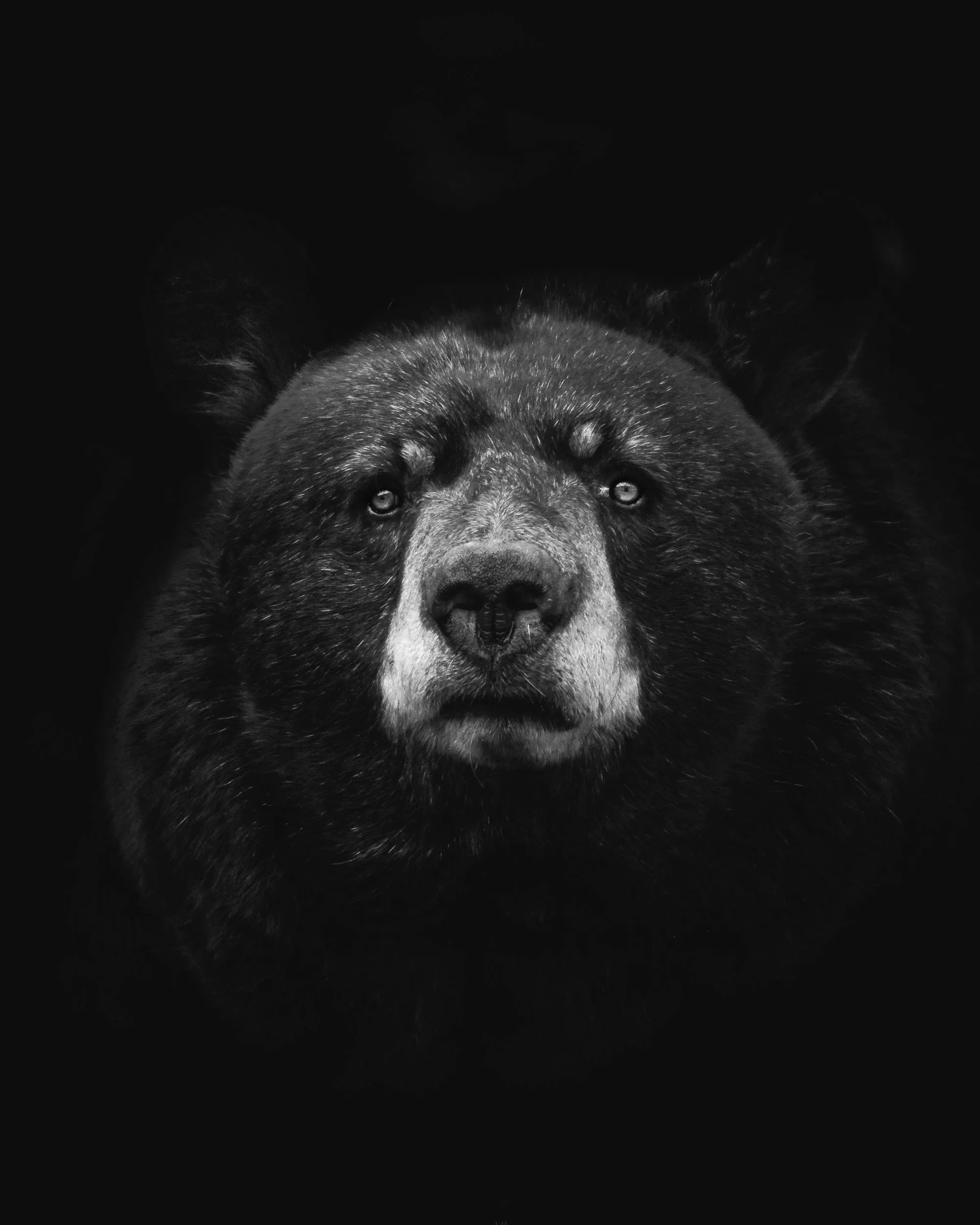 Close-up of a bear's face with a black background