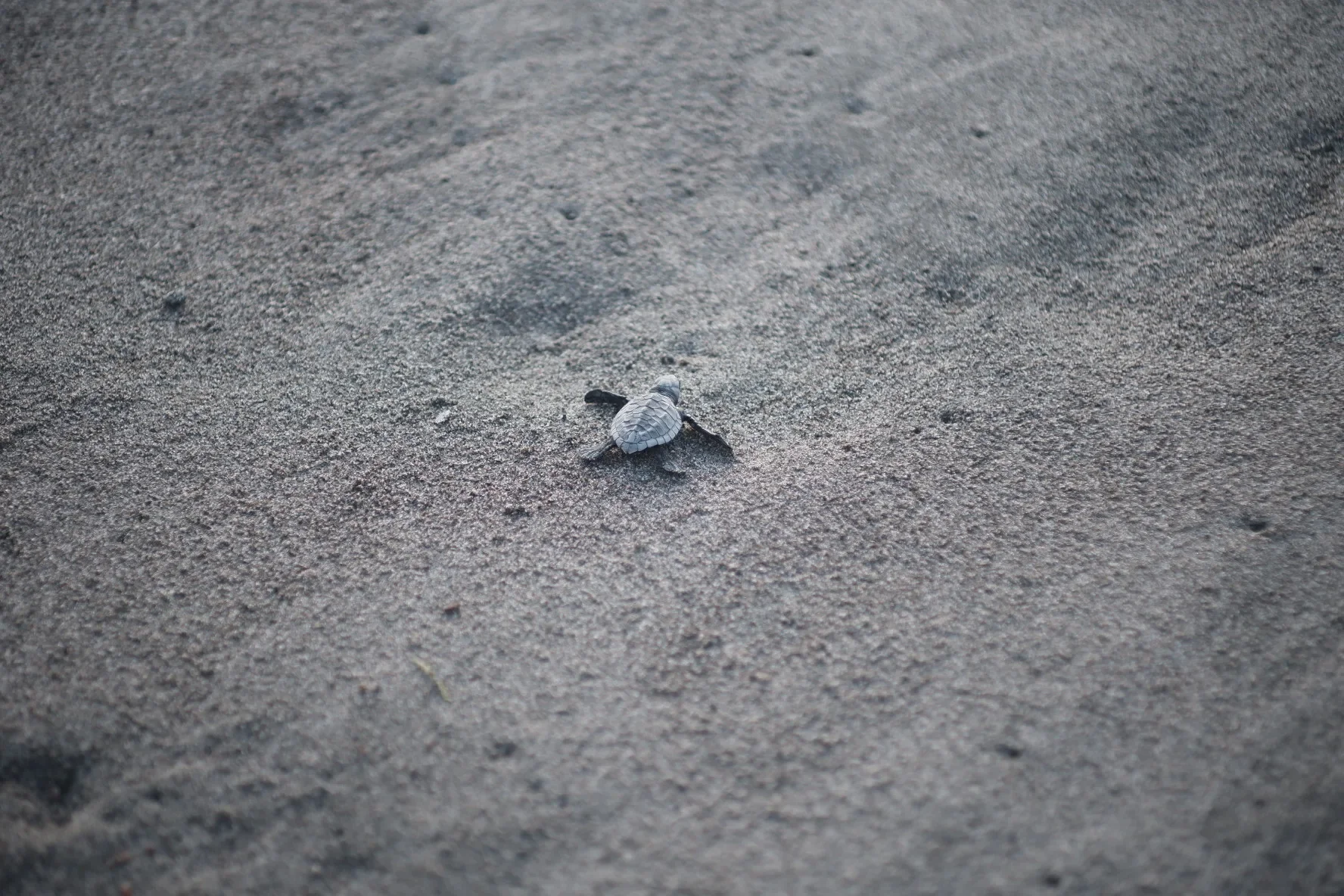 Witnessing a Sea Turtle Release at Project CURMA in La Union