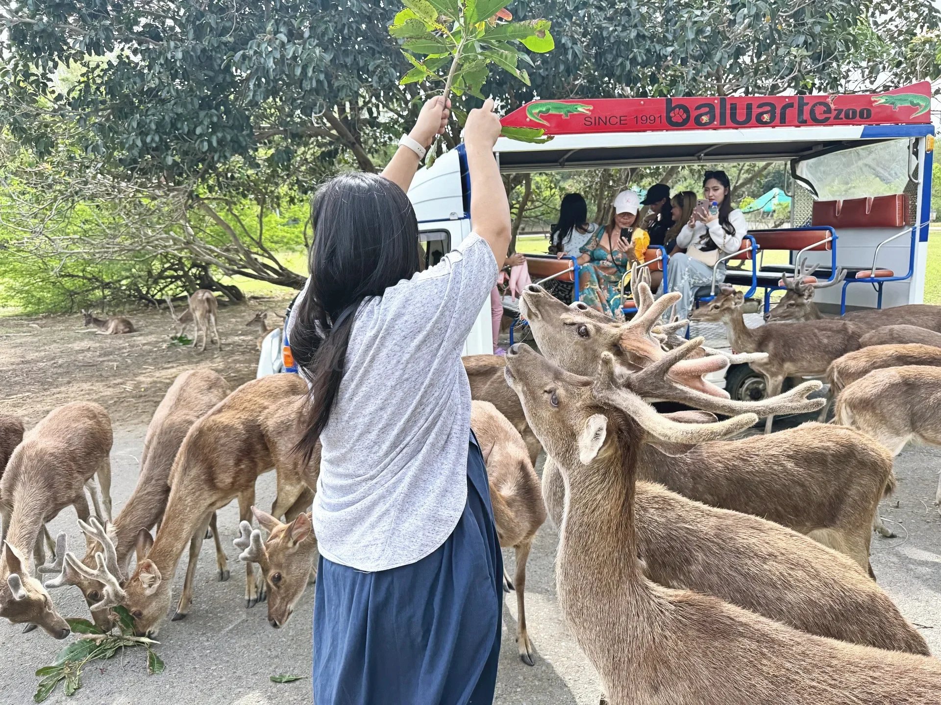 Going to Baluarte Zoo Vigan with a Kid