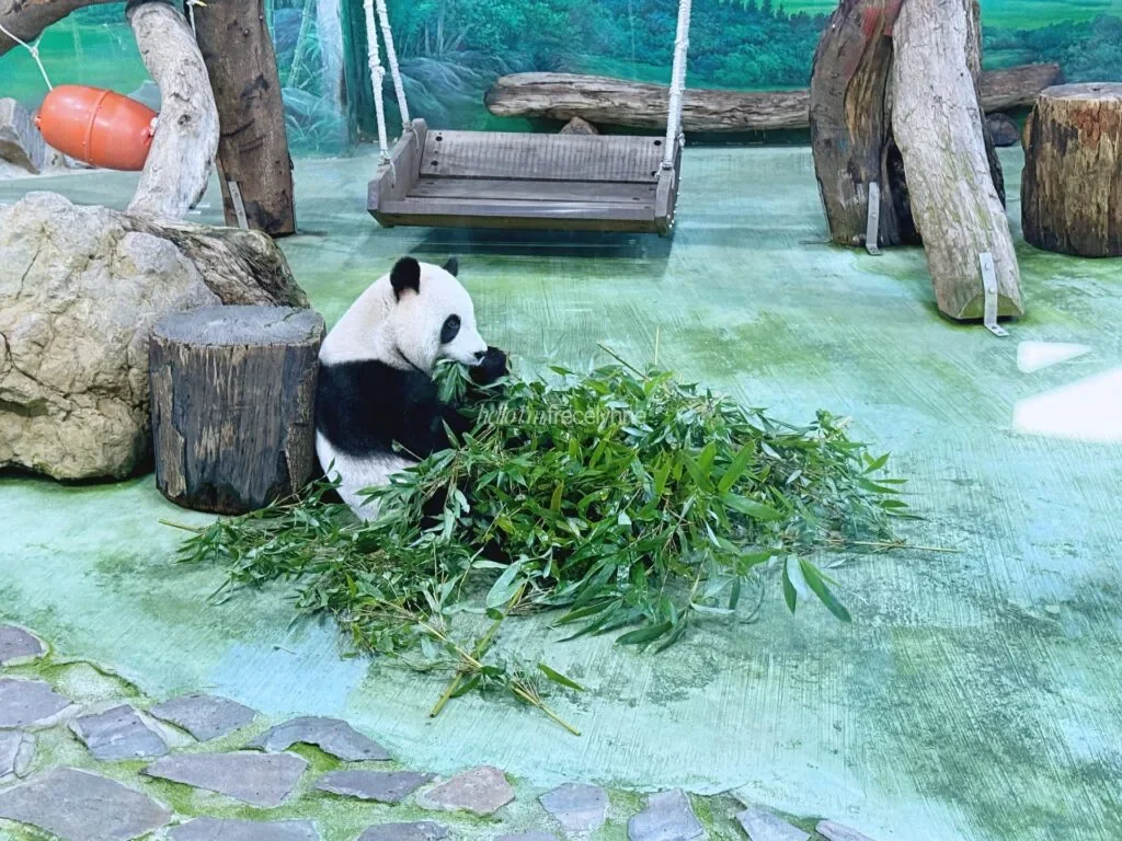 Taipei-Zoo_Guide-to-Taipei_056_helloimfrecelynne-1024x768.jpg.webp