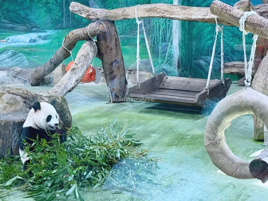 Taipei-Zoo_Guide-to-Taipei_043_helloimfrecelynne-1024x768.jpg.webp