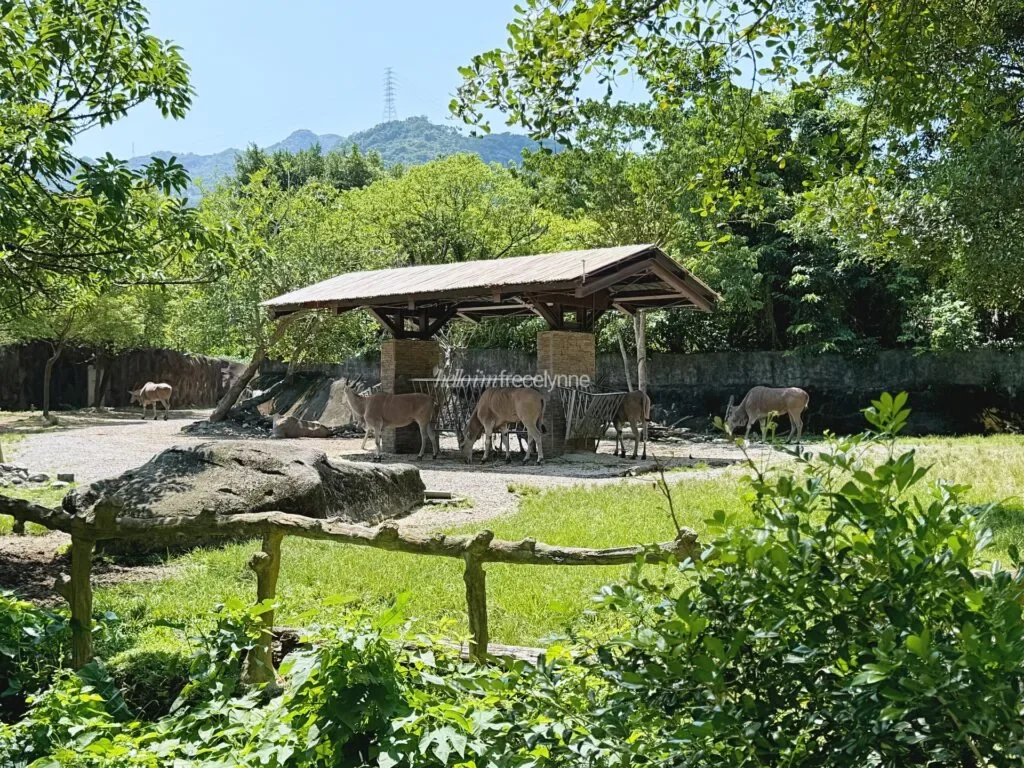 Taipei-Zoo_Guide-to-Taipei_125_helloimfrecelynne-1024x768.jpg.webp
