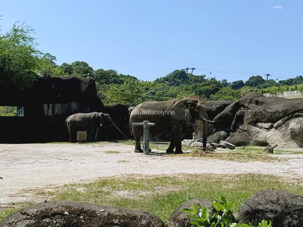 Taipei-Zoo_Guide-to-Taipei_126_helloimfrecelynne-1024x768.jpg.webp