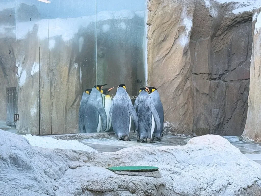 Taipei-Zoo_Guide-to-Taipei_157_helloimfrecelynne-1024x768.jpg.webp
