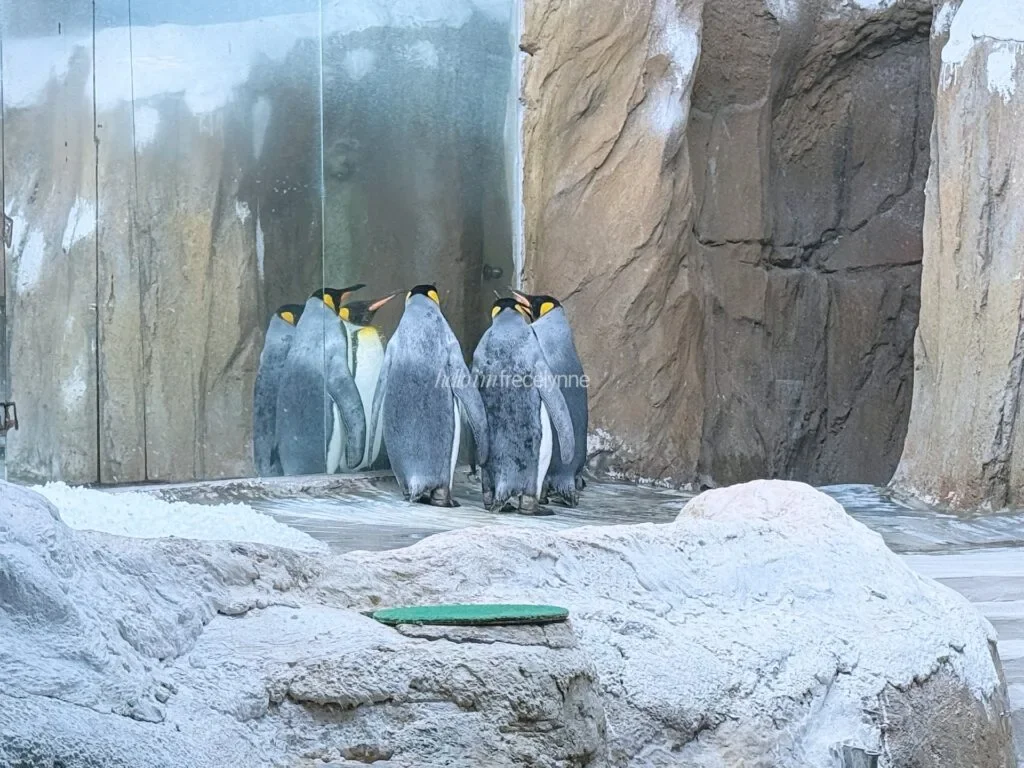 Taipei-Zoo_Guide-to-Taipei_158_helloimfrecelynne-1024x768.jpg.webp