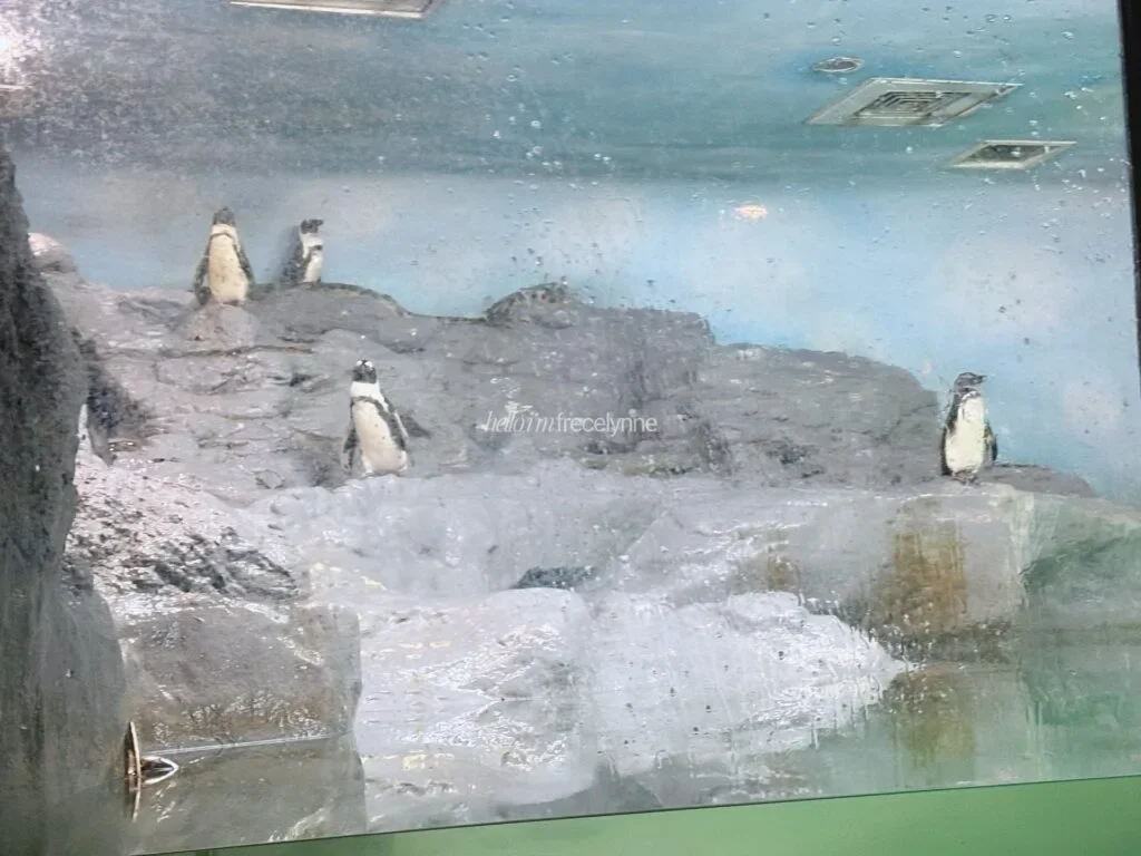 Taipei-Zoo_Guide-to-Taipei_170_helloimfrecelynne-1024x768.jpg.webp