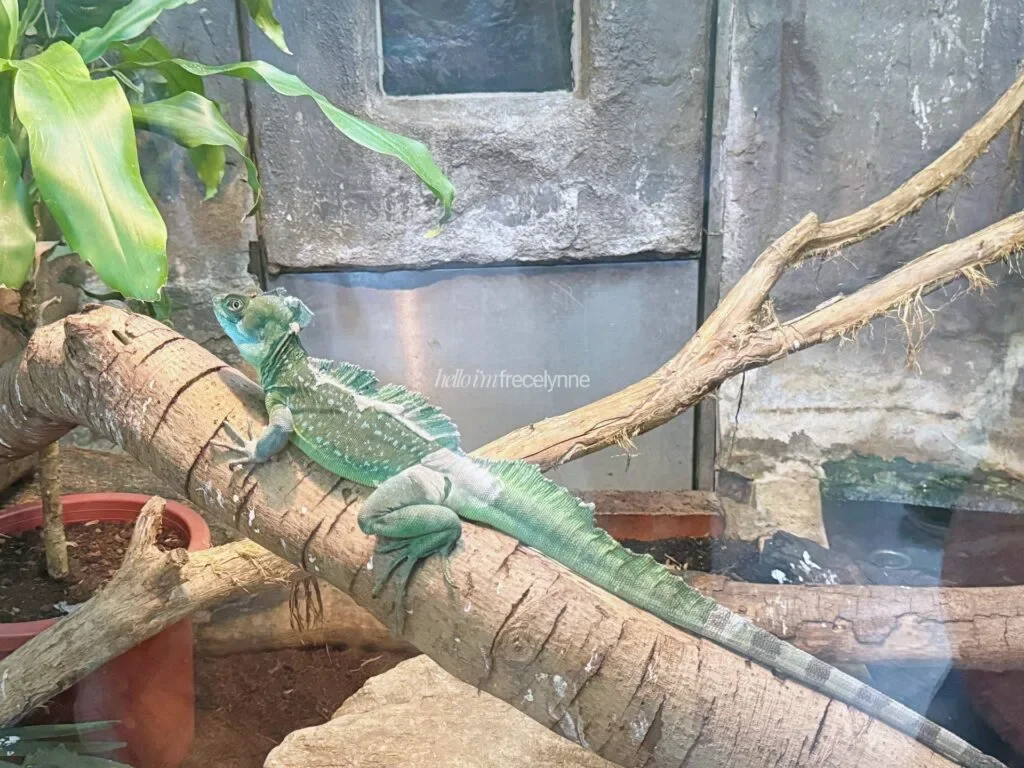 Taipei-Zoo_Guide-to-Taipei_174_helloimfrecelynne-1024x768.jpg.webp