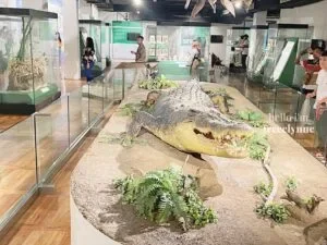National-Museum-of-Natural-History_0915_Hello-Im-Frecelynne-300x225.jpg.webp