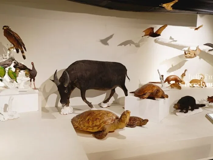 National-Museum-of-Natural-History_0332_Hello-Im-Frecelynne-700x525.jpg.webp