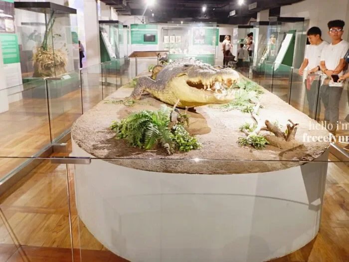 National-Museum-of-Natural-History_0334_Hello-Im-Frecelynne-700x525.jpg.webp