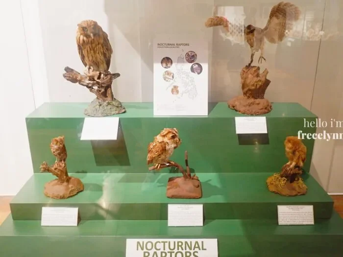 National-Museum-of-Natural-History_0344_Hello-Im-Frecelynne-700x525.jpg.webp