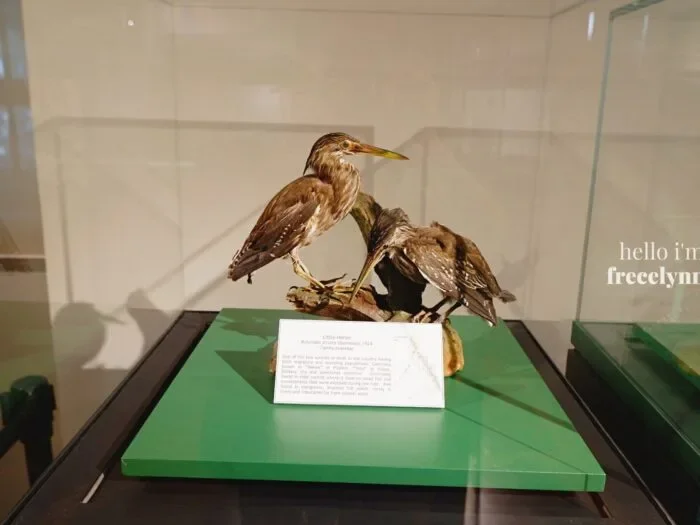 National-Museum-of-Natural-History_0366_Hello-Im-Frecelynne-700x525.jpg.webp