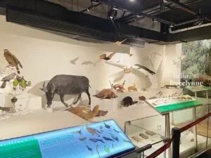 National-Museum-of-Natural-History_0913_Hello-Im-Frecelynne-300x225.jpg.webp