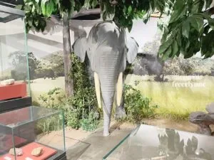 National-Museum-of-Natural-History_1021_Hello-Im-Frecelynne-300x225.jpg.webp