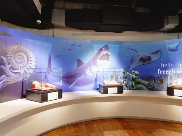 National-Museum-of-Natural-History_0412_Hello-Im-Frecelynne-700x525.jpg.webp