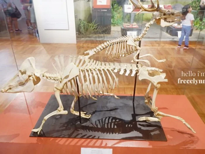 National-Museum-of-Natural-History_0427_Hello-Im-Frecelynne-700x525.jpg.webp