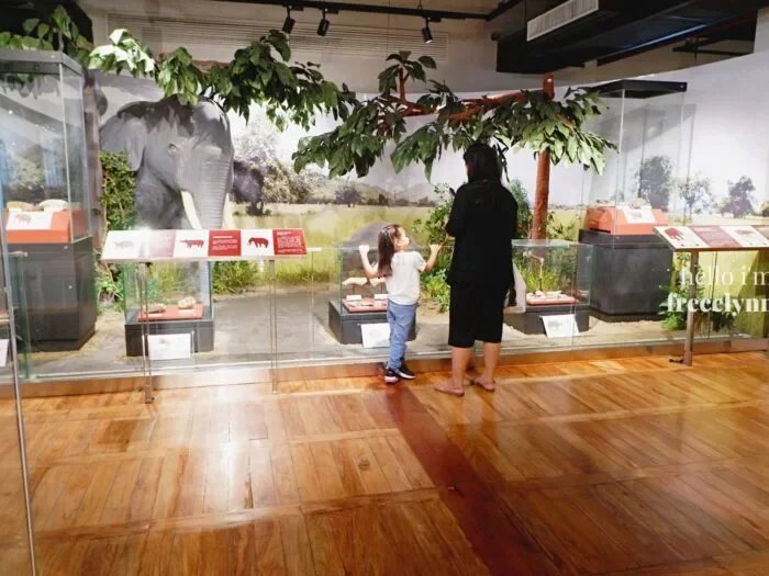 National-Museum-of-Natural-History_0428_Hello-Im-Frecelynne-700x525.jpg.webp