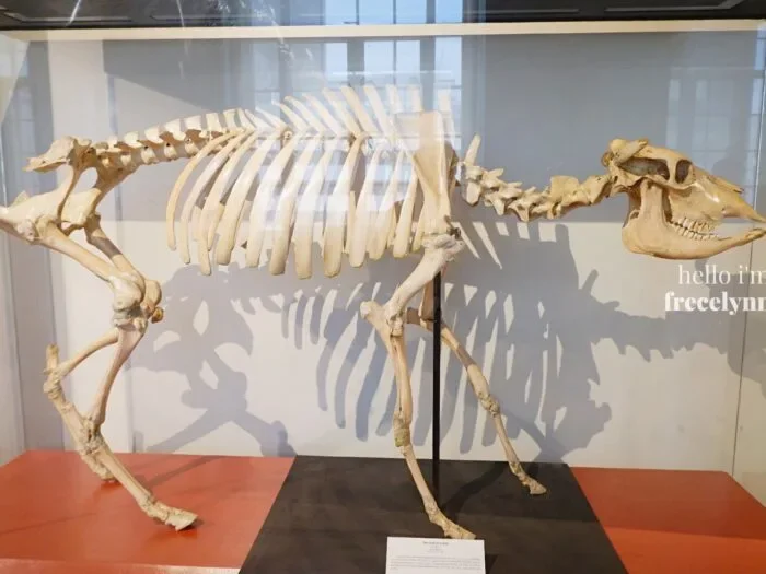 National-Museum-of-Natural-History_0433_Hello-Im-Frecelynne-700x525.jpg.webp