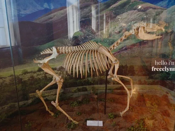 National-Museum-of-Natural-History_0434_Hello-Im-Frecelynne-700x525.jpg.webp