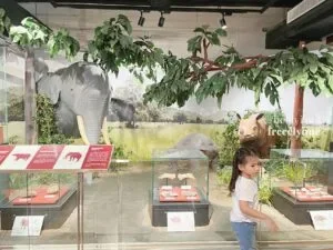 National-Museum-of-Natural-History_1019_Hello-Im-Frecelynne-300x225.jpg.webp