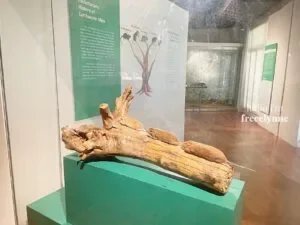 National-Museum-of-Natural-History_0782_Hello-Im-Frecelynne-300x225.jpg.webp
