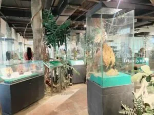 National-Museum-of-Natural-History_0794_Hello-Im-Frecelynne-300x225.jpg.webp