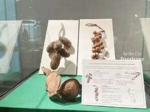 National-Museum-of-Natural-History_0796_Hello-Im-Frecelynne-300x225.jpg.webp