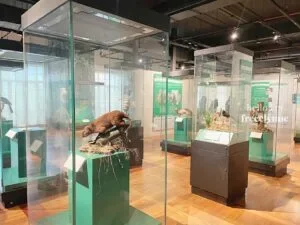 National-Museum-of-Natural-History_0800_Hello-Im-Frecelynne-300x225.jpg.webp