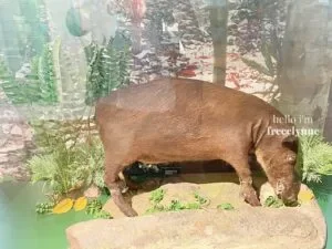 National-Museum-of-Natural-History_0806_Hello-Im-Frecelynne-300x225.jpg.webp